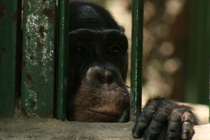 chimp in cage