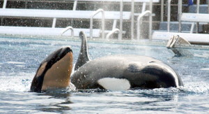 Baby Killer Whale Born At SeaWorld San Diego