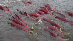 salmon swimming